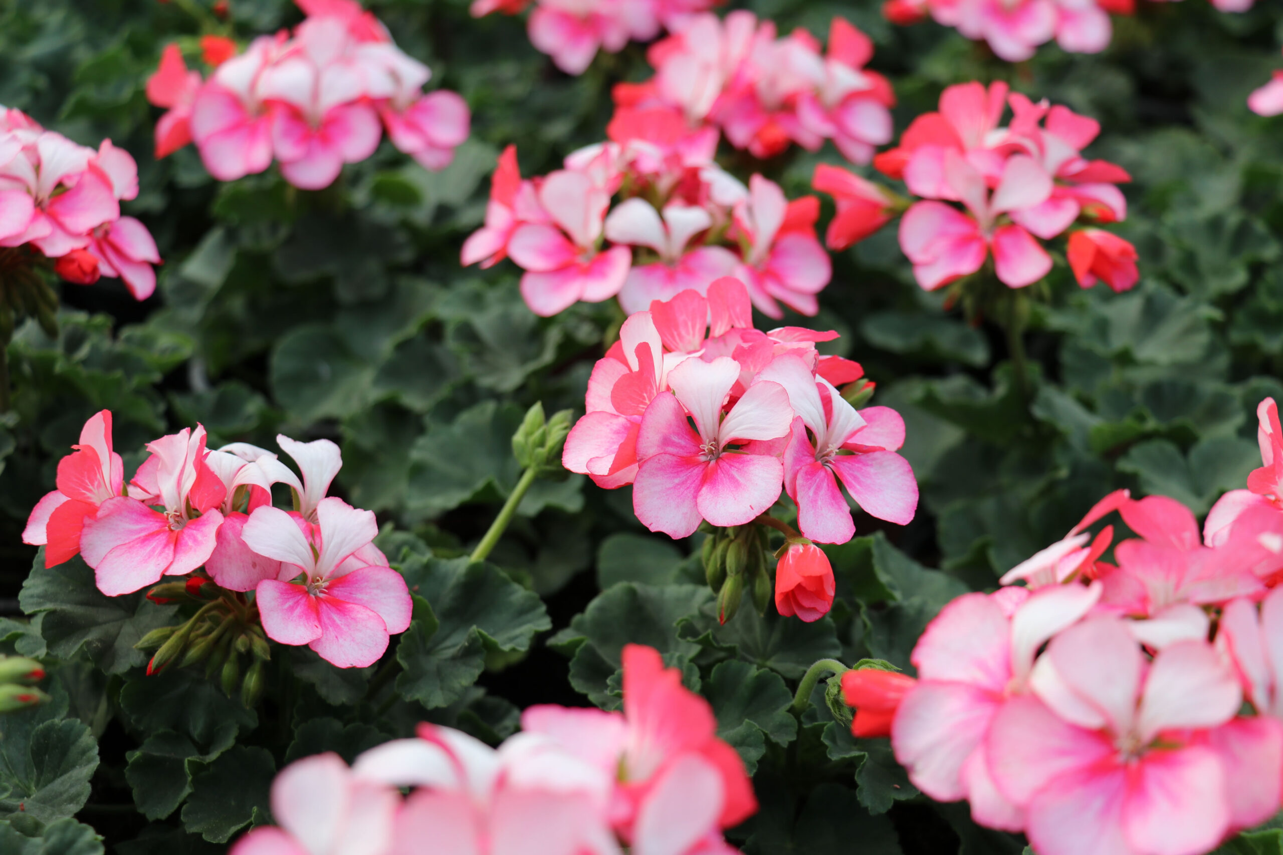 Kirschenmann Gaertnerei Beet und Balkonpflanzen (6)