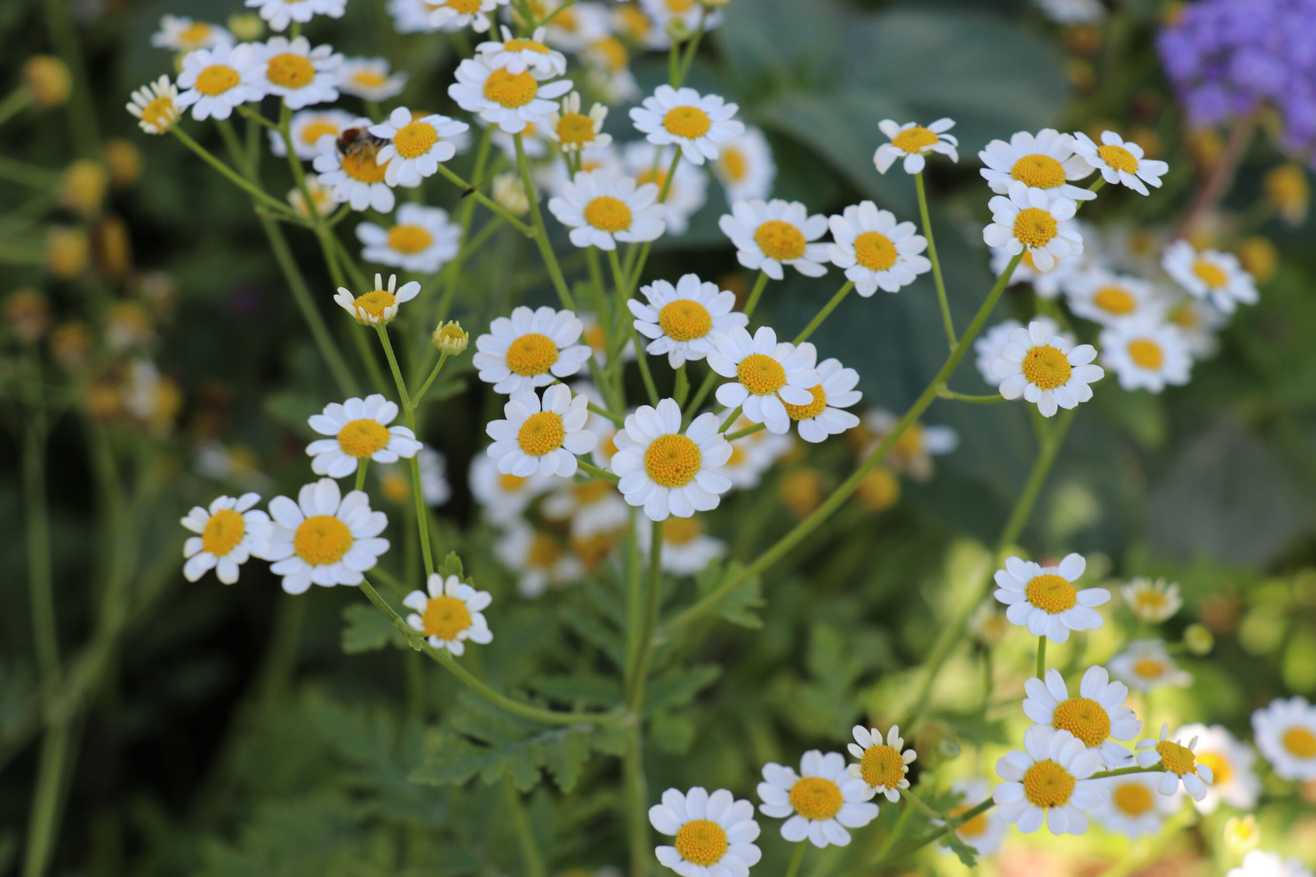 Kirschenmann Gaertnerei Schnittblumen (9)